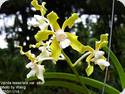 Vanda tessellata alba